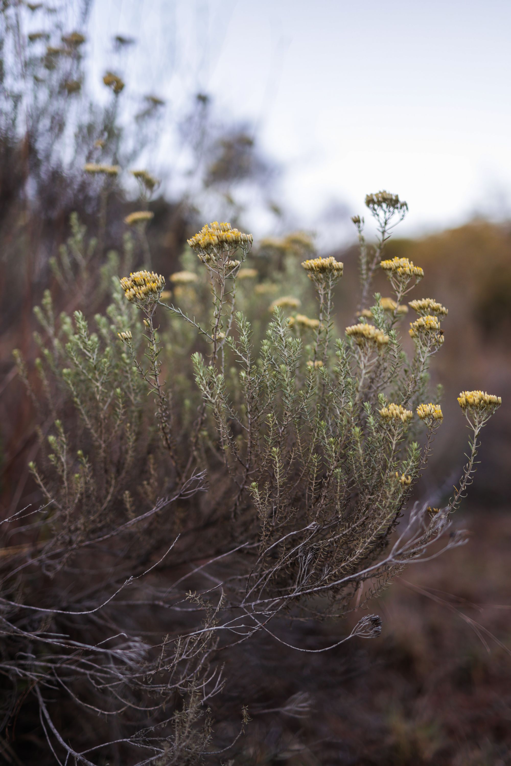 Maryn van der Laarse