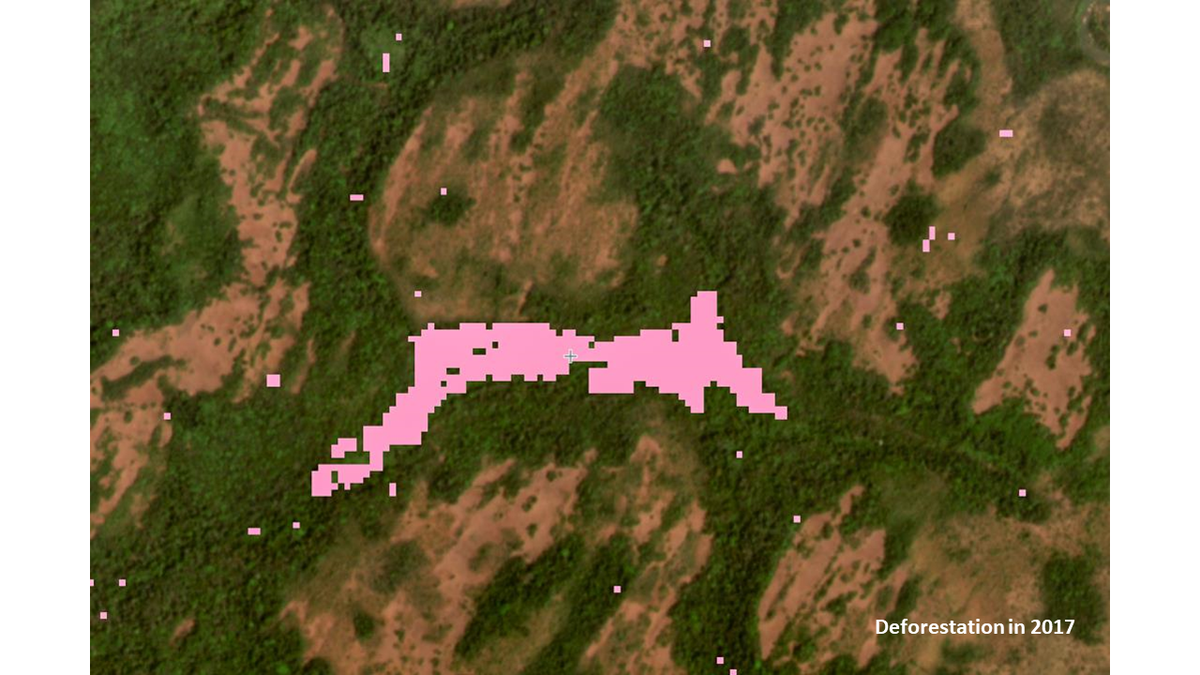 Mystery forest loss in Central Africa