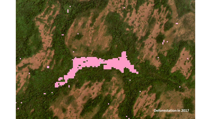 Mystery forest loss in Central Africa